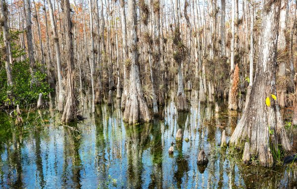 Quelles croisières permettent de visiter les réserves naturelles des Everglades?